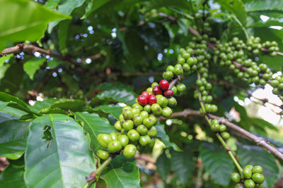 Robusta Coffee: Meet the Sustainable Coffee of the Future