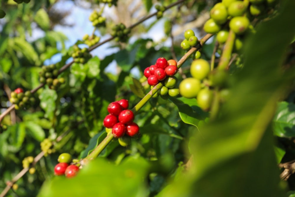 Robusta coffee beans on tree