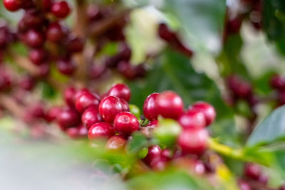 The History of Coffee in Vietnam: A Story of Reclamation