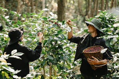 From Bean to Brew: Here's Our Guide to the Coffee-Making Process